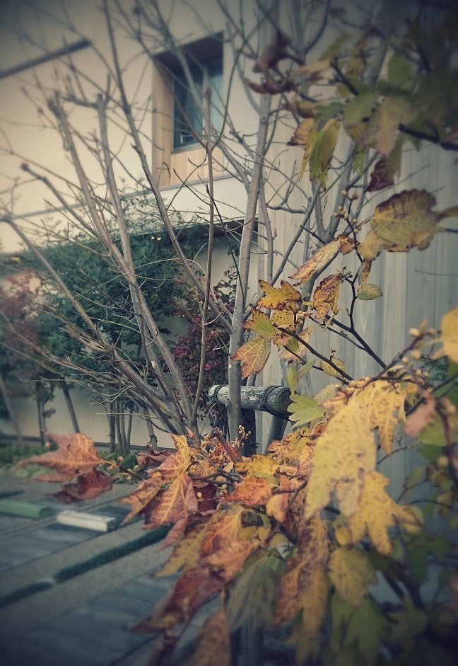 HUCKのお庭｜気持ちのいい木の家｜愛知県安城市 暮らしのお店紅葉の季節