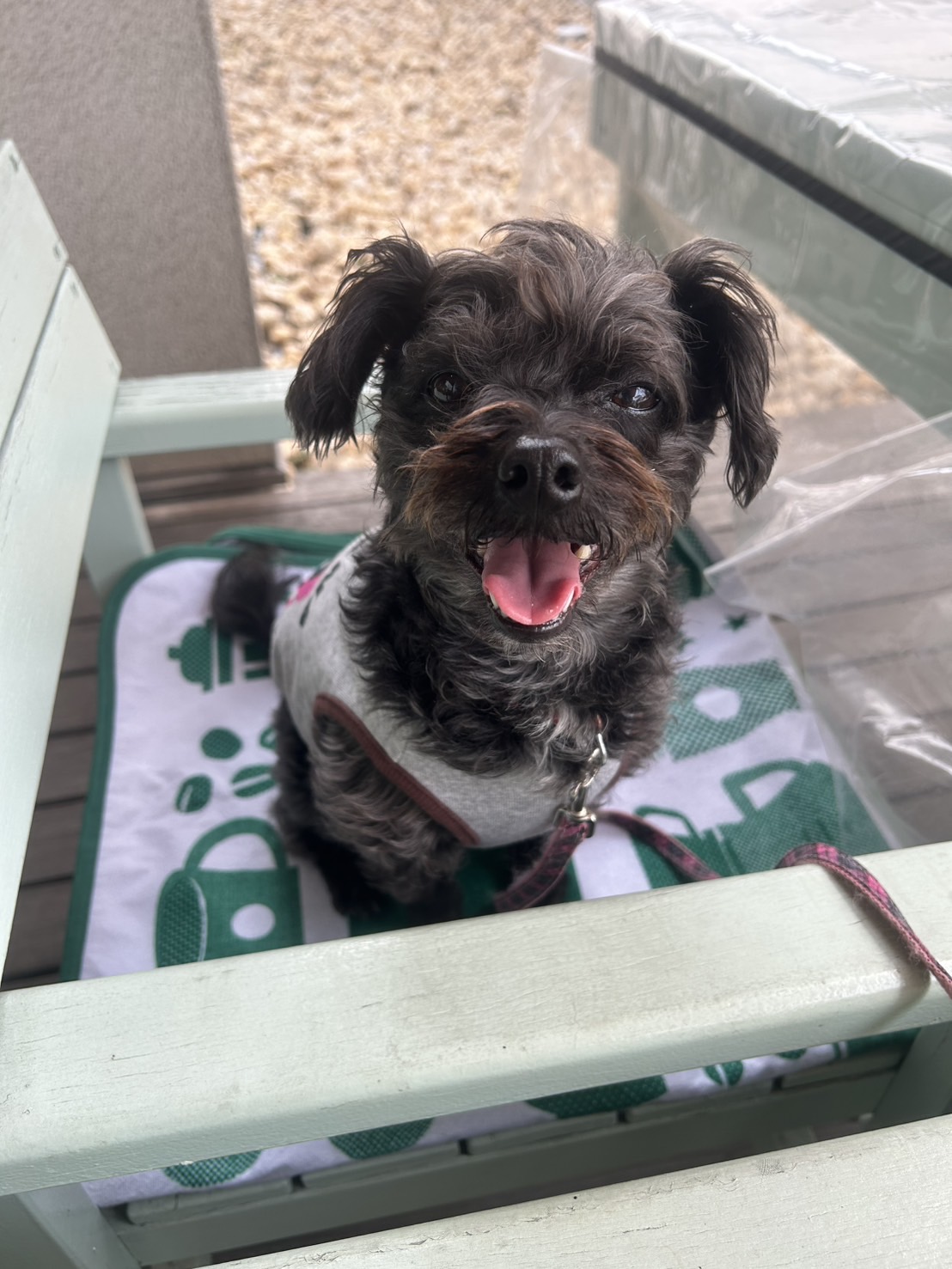 こんばんは(‘ω’)|野菜がおいしいごはん|愛知県安城市 暮らしのお店テラス席ご紹介